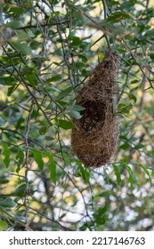 A Weaver Bird Nest Hanging From The Tip Of A Small Tree Branch In Tanzania.