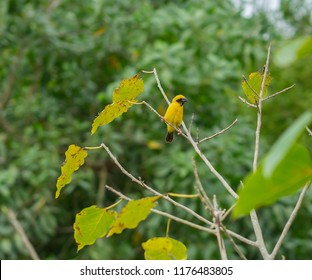 A Weaver Bird In A Tree.