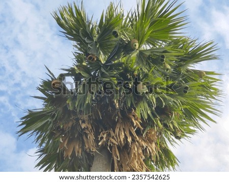 Weaver bird's nest on tal tree or Asian palmyra palm tree