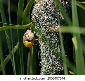 Eine Weberbrit baut ein Nest im Graswald.