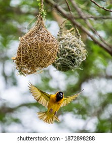 Weaver Is Building A Nest On A Tree. Africa. Uganda. 