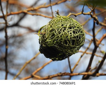 Weaver nest.