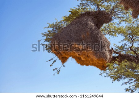 Weaver nest in tree Namibia