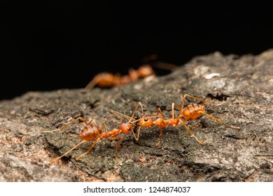 Weaver Red Ants Biting Red Imported Fire Ant On Tree Bark