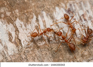 Weaver Red Ants Biting A Red Imported Fire Ant On Palm Tree