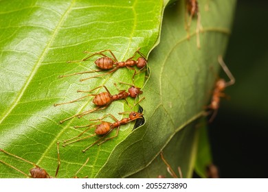 weaver red ants building nest