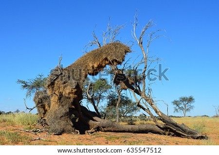 Weaverbird nest in a tree in Namibia