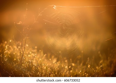 Web