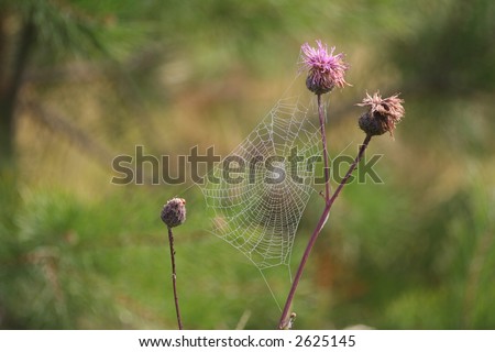 Similar – Kornblume in der Heide