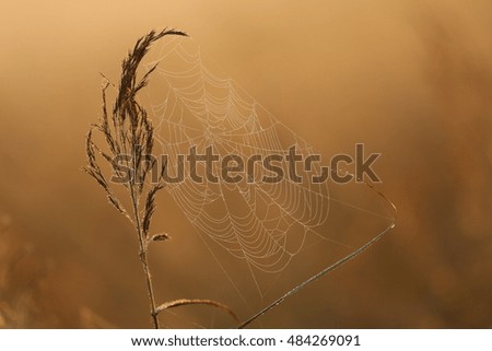 Similar – Image, Stock Photo winter Grass Ice Frost