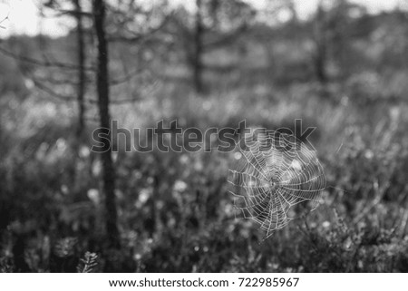 Similar – Grass fireworks 3 Nature