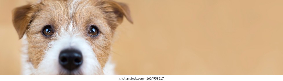 Web banner of a beautiful cute obedient jack russell terrier pet dog face, close-up