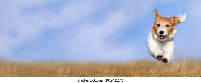 Web Banner Of A Cute Happy Healthy Smiling Pet Dog Puppy As Running In The Grass. Spring, Summer Walking Concept.
