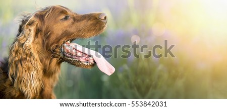 Web banner of a drooling Irish Setter dog as panting in a hot Summer