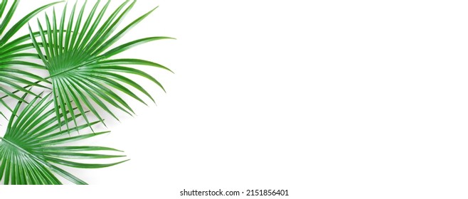 Web Banner Green Palm Leaves On Stock Photo 2151856401 | Shutterstock