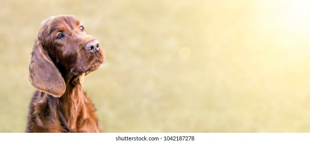 Web banner of a happy cute Irish Setter dog with blank, copy space