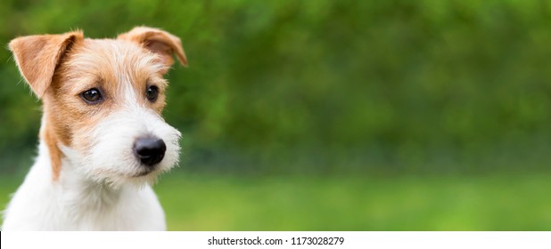 Web banner of a happy cute jack russell terrier puppy pet dog