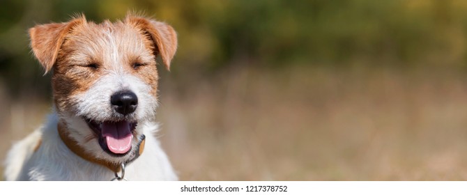 Web banner of a happy smiling jack russell pet dog puppy with blank, copy space