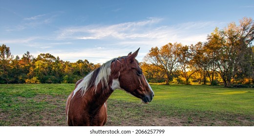 Web banner of a pinto horse looking to the right with beautiful autumn background. - Powered by Shutterstock