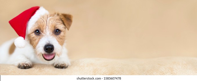 Web Banner Of A Smiling Christmas Holiday Happy Cute Santa Pet Dog Puppy On Beige Background With Copy Space