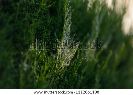 Similar – Thuja Natur Winter Pflanze