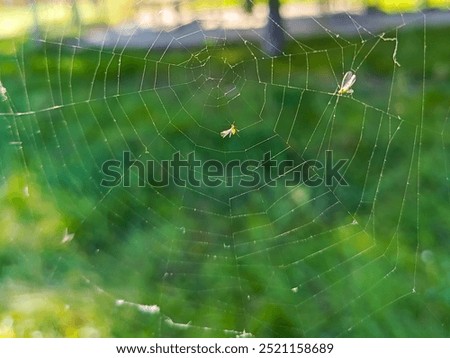 Web close-up. Midges entangled in spider web. Many spider webs during Indian summer. Warm sunny weather. Indian summer.