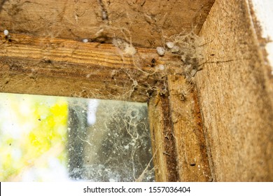 The web is closing. Web in the ceiling light