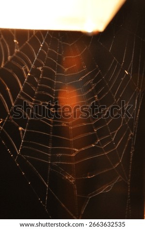 Web cob in a different light