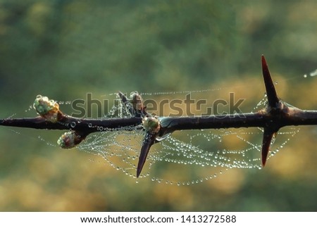 Image, Stock Photo in the brine park ….