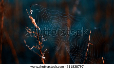 Similar – Image, Stock Photo Pieces of tree wood bark covered by a thin layer of snow in sunlight