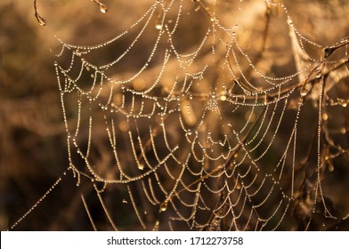 Web with dew drops on the background of the sunrise