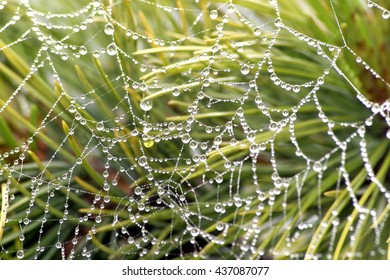 web in drops of dew - Powered by Shutterstock - Get 15% off with code: PIKWIZARD15