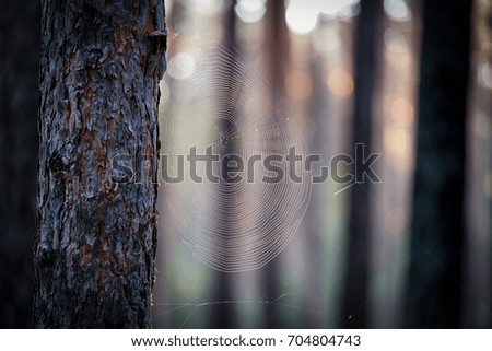 Similar – light forest Nature