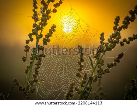 Similar – Abendrot beim Sonnenblumenfeld