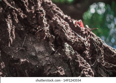 Web on the brown bark of the tree.