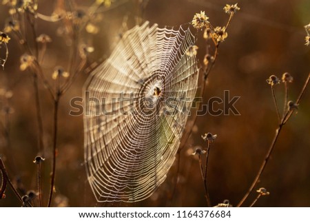 Similar – Foto Bild Gräser im Abendlicht Gras