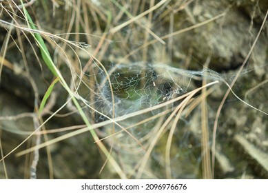  web on a grass  with  selective focus   - Powered by Shutterstock