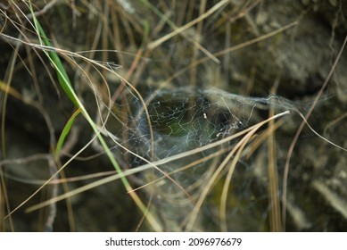  web on a grass  with  selective focus   - Powered by Shutterstock