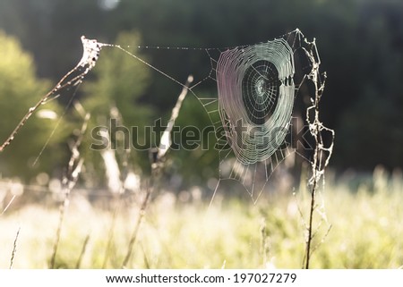 Similar – Image, Stock Photo Summer meadow with mosquitoes