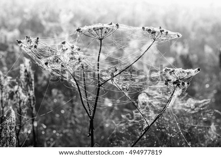 Similar – Foto Bild Sonnenstrahlfänger Natur