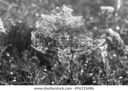 Similar – Image, Stock Photo Close-up of snowy leaves of rosa rubiginosa in winter