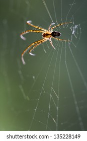  Web Pisauridae Pisaura Mirabilis Agelenidae Tegenaria Gigantea  Thomisidae Tibellus Oblungus Thomisidae Heteropodidae Heteropods Sicariidae Loxosceles Rufescens  Misumena Vatia