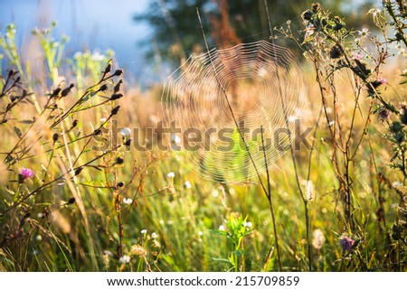 Similar – Image, Stock Photo dandelion Dandelion Flower