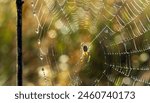 Web with a spider close-up. Drops of dew. Blurred background.