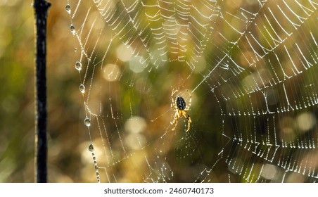 Web with a spider close-up. Drops of dew. Blurred background. - Powered by Shutterstock