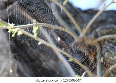 Web in Spring