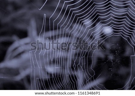 Similar – Foto Bild Netz Natur Spinne nass