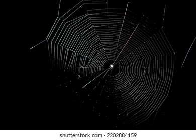 A web woven by a spider on a black background. - Powered by Shutterstock