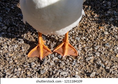 Webbed orange duck feet