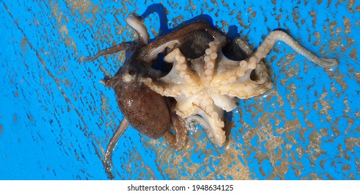 The 'webfoot octopus' caught up is very angry.